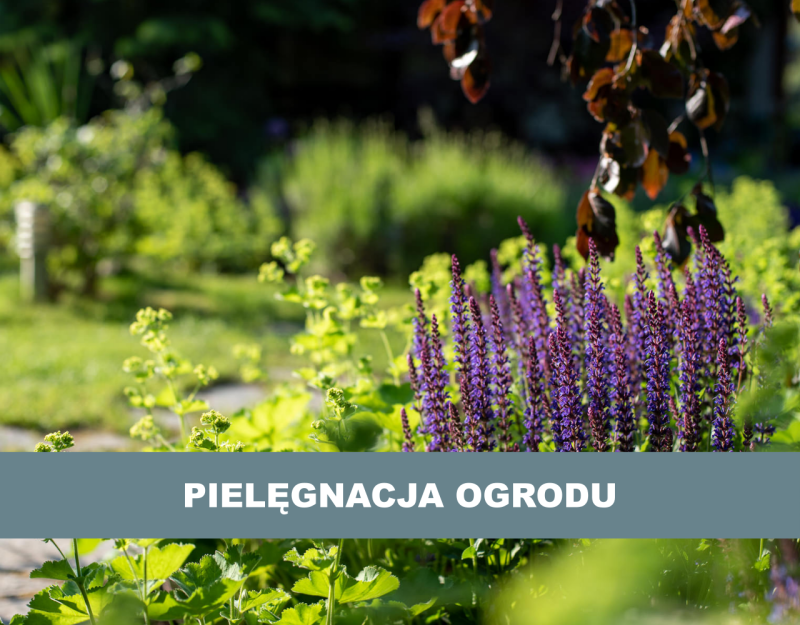 Pielęgnacja ogrodu