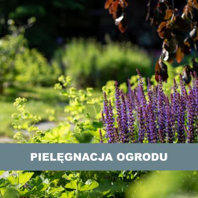 Pielęgnacja ogrodu